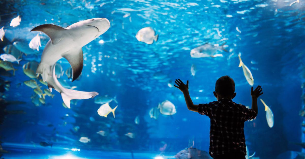 Dubai Aquarium